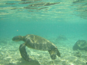big-island-snorkeling-turtle