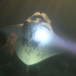 manta-ray-night-dive manta-ray-night-dive