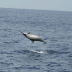 spinner-dolphin