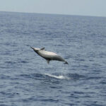spinner-dolphin spinner-dolphin