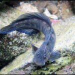 zebra blenny 01 zebra blenny 01