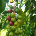 Coffee Cherries 01 Coffee Cherries 01