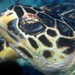 Hawksbill 02 Hawksbill 02