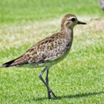 Pacific Golden Plover 01 Pacific Golden Plover 01