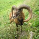 Mouflon Sheep 01