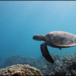 Honu 01 Honu 01
