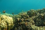 Snorkeling