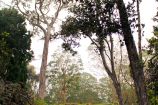 Scenic drive to Kona’s cloud forest up Kaloko