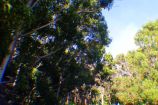 Mauna Loa Road Koa Forest