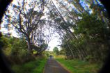 Mauna Loa Road