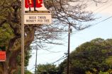 Mark Twain’s Monkeypod Tree in Waiohinu