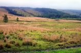 Pahala’s Scenic Wood Valley