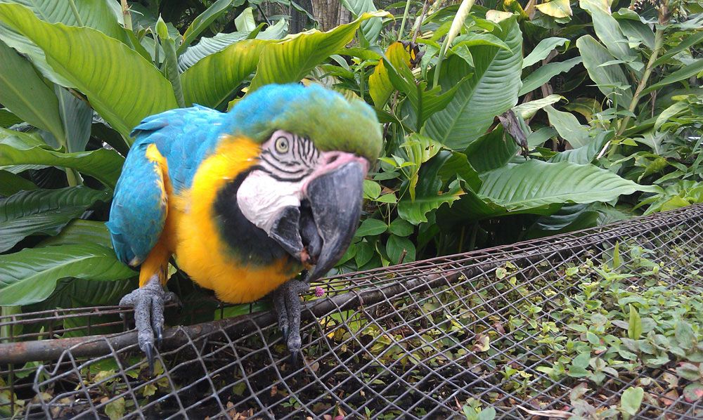 Hilo Zoo (aka Pana'ewa Rainforest Zoo and Gardens) - Big Island Hawaii