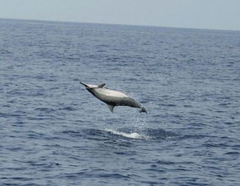 spinner-dolphin